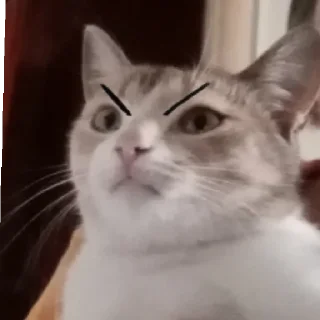 😡 emoji Моя мемная кошка. @Kiriessshkaww Telegram sticker 8 of 8