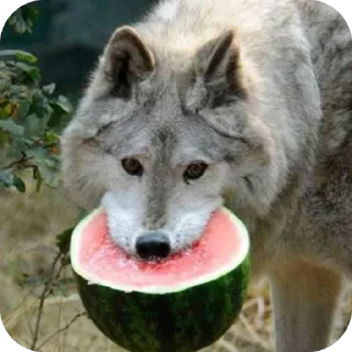 🫥 emoji •Волк• Telegram sticker 20 of 22