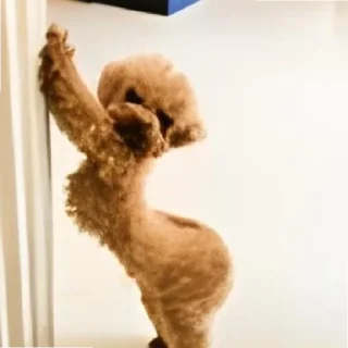 😄 emoji Стикеры кота на все случаи жизни Telegram sticker 19 of 26