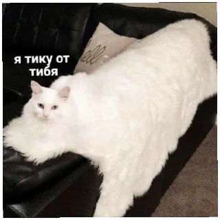 😄 emoji Стикеры кота на все случаи жизни Telegram sticker 5 of 26