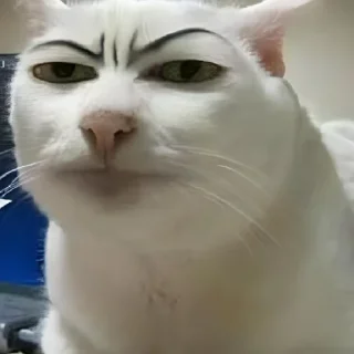 😄 emoji Стикеры кота на все случаи жизни Telegram sticker 12 of 26