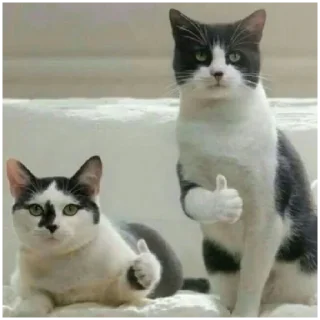 😄 emoji Стикеры кота на все случаи жизни Telegram sticker 2 of 26
