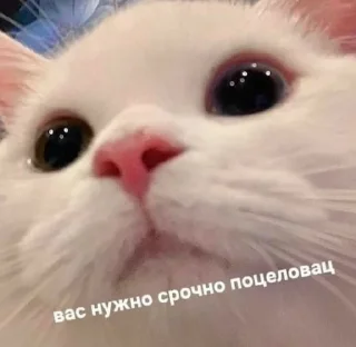 Sticker from Люблю мемы с котами
