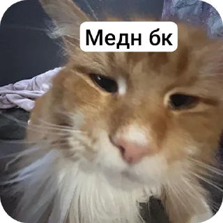 🐱 emoji Эти стики Сани Перса Telegram sticker 24 of 115