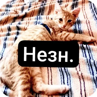 🖼 emoji Эти стики Сани Перса Telegram sticker 6 of 115