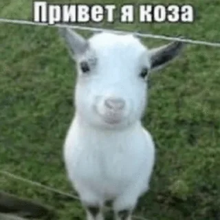 🫛 emoji ну и хуйня Telegram sticker 11 of 42