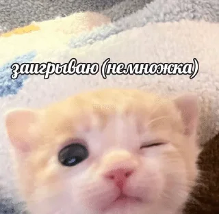 🫛 emoji ну и хуйня Telegram sticker 24 of 42