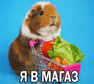 🏃‍♂️ emoji Морские свинки @BrHobbitgames Telegram sticker 15 of 39