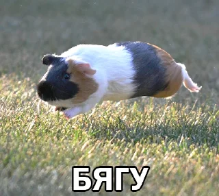 🏃‍♂️ emoji Морские свинки @BrHobbitgames Telegram sticker 14 of 39