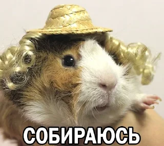 ☺️ emoji Морские свинки @BrHobbitgames Telegram sticker 16 of 39