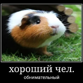 Sticker from морские свинки