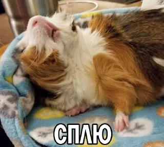 😴 emoji Морские свинки @BrHobbitgames Telegram sticker 8 of 39