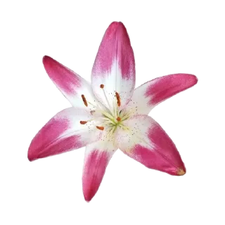 🌺 emoji काली का दिल Telegram sticker 12 of 24