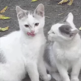 😌 emoji мили Telegram sticker 20 of 31