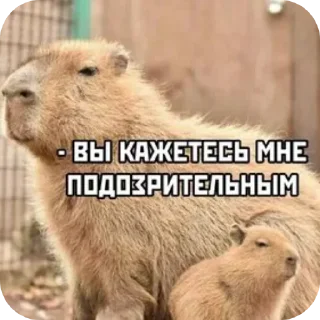 🐶 emoji Лучпик Telegram sticker 23 of 30