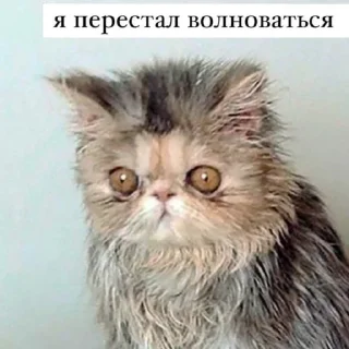 😵‍💫 emoji мемы для няшек Telegram sticker 17 of 86