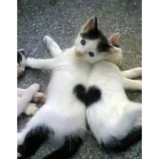 😚 emoji cat (@emopix) Telegram sticker 23 of 30