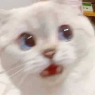 😒 emoji cat (@emopix) Telegram sticker 3 of 30