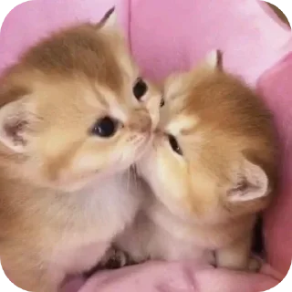 🌾 emoji @VVS2M ، ڤنم Telegram sticker 12 of 103