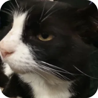 🐱 emoji Котике СВО. Telegram sticker 13 of 74