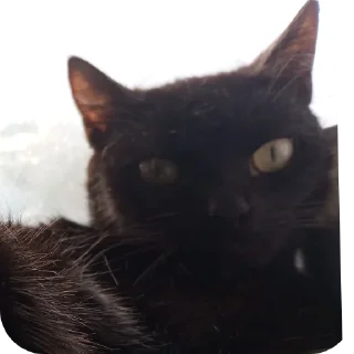 🐱 emoji Котике СВО. Telegram sticker 10 of 74