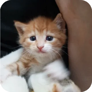 🐱 emoji Котике СВО. Telegram sticker 22 of 74
