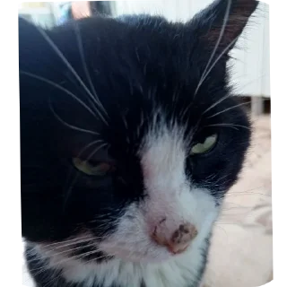 🤨 emoji Котике СВО. Telegram sticker 16 of 74