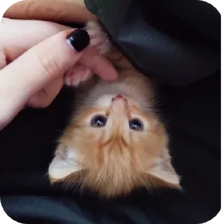 ❤ emoji Котике СВО. Telegram sticker 17 of 74