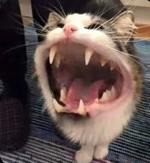 🐅 emoji котики как смысл жизни Telegram sticker 14 of 15