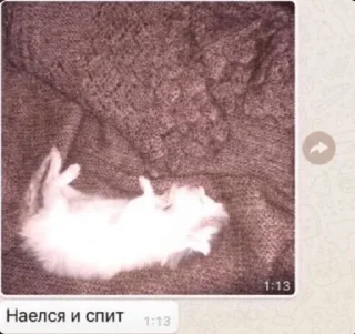 💀 emoji котики как смысл жизни Telegram sticker 11 of 15