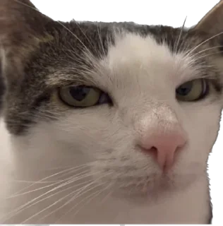 😐 emoji Цей котик, цей котик… Він маненький гнидич Telegram sticker 8 of 24
