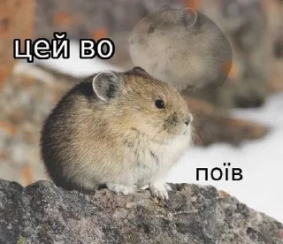 Sticker from Цей во, стікери