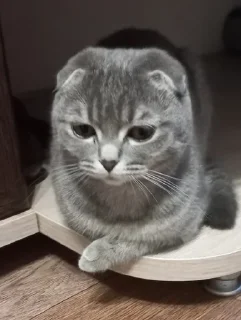 😢 emoji Ахуеть не встать Telegram sticker 23 of 28
