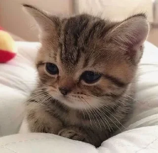 😴 emoji Awake Telegram sticker 10 of 34