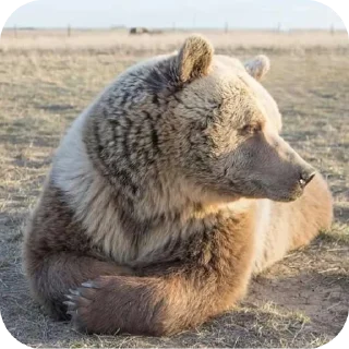 🐻 emoji Grrr Telegram sticker 14 of 29