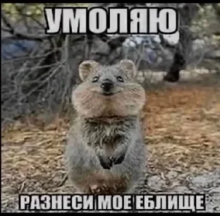 🌟 emoji Я уверяю мне можно доверить ог Telegram sticker 20 of 87