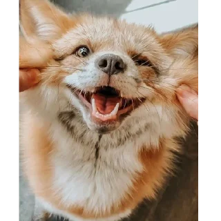 😄 emoji лиси🦊 Telegram sticker 18 of 22
