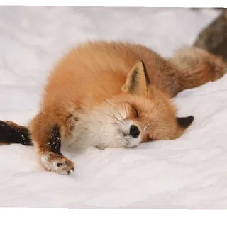 ☺️ emoji лиси🦊 Telegram sticker 6 of 22