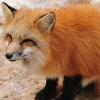 😶 emoji лиси🦊 Telegram sticker 8 of 22