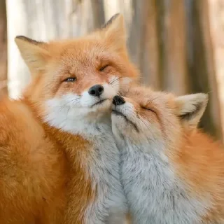 Sticker from лиси🦊