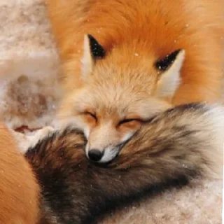 😋 emoji лиси🦊 Telegram sticker 9 of 22