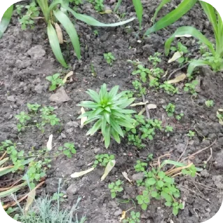🌱 emoji Ну да Telegram sticker 16 of 53