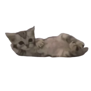 🤨 emoji Котики трупа Telegram sticker 14 of 80