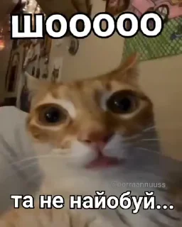 🌟 emoji Котики трупа Telegram sticker 4 of 80
