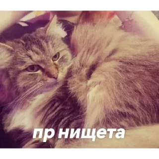 ✌️ emoji Котики трупа Telegram sticker 18 of 80