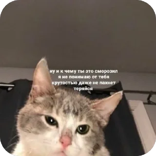 🫥 emoji Мемы и Коты Telegram sticker 20 of 32