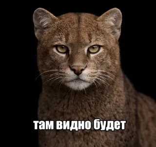 🌟 emoji посмотрим Telegram sticker 11 of 16