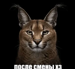 🌟 emoji посмотрим Telegram sticker 12 of 16