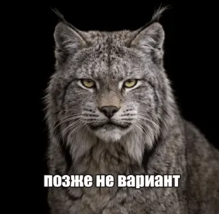 🌟 emoji посмотрим Telegram sticker 4 of 16