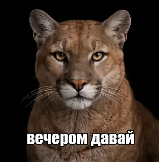 🌟 emoji посмотрим Telegram sticker 14 of 16